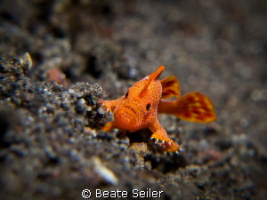 Super macro, because this teeny tiny frog fish  was only ... by Beate Seiler 